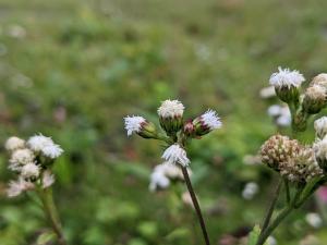 勝紅薊 (藿香薊)