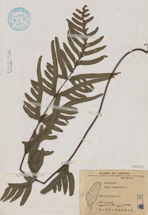 Pteris semipinnata L._標本_BRCM 4602