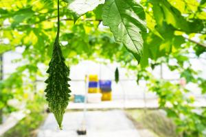 花蓮區農改場育種的山苦瓜