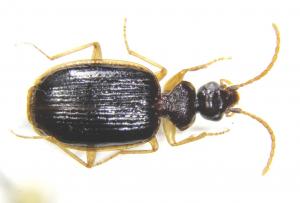 Pentagonica subcordicollis_female