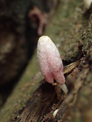Coprinopsis Clastophylla (粒褶似鬼傘)