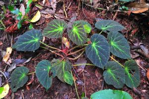 Begonia decora Stapf