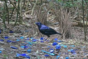 緞藍園丁鳥 (Ptilonorhynchus violaceus)為求偶打造的巢