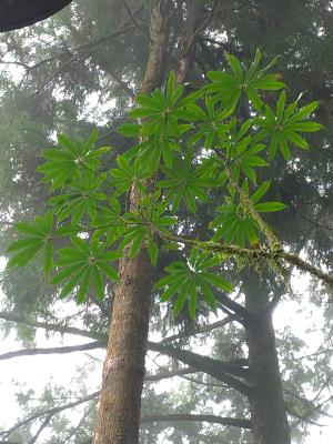 高山鴨腳木