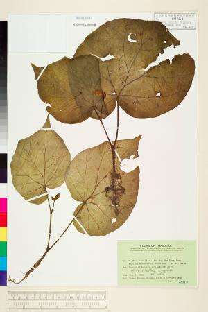 Begonia integrifolia標本_BRCM 1322