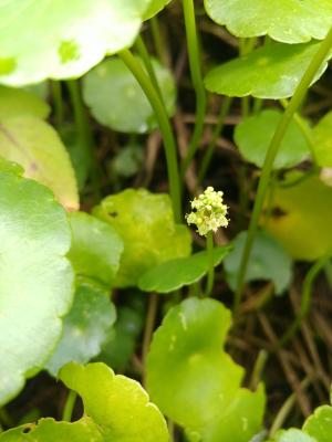 香菇草