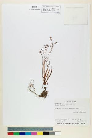 Ixeris chinensis (Thunb.) Nakai_標本_BRCM 6431