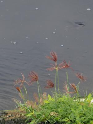 虎尾草、刺虎尾草、孟仁草