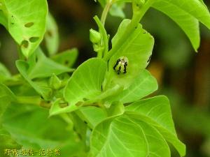 甘薯台龜甲 (甘藷龜金花蟲)