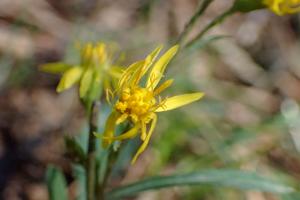 一枝黄花 (金鎖 野黄菊)