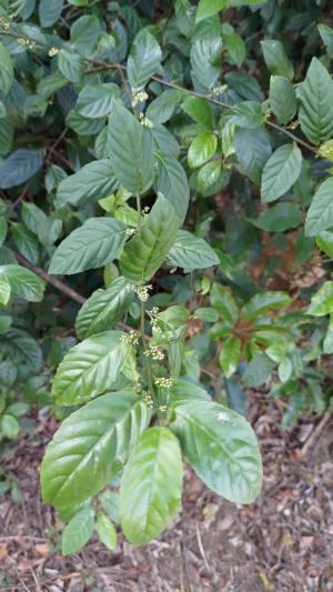 臺灣山桂花