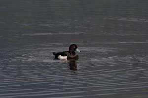 鳳頭潛鴨