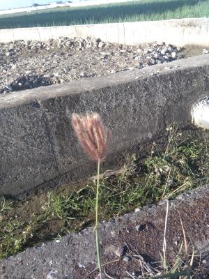 虎尾草、刺虎尾草、孟仁草