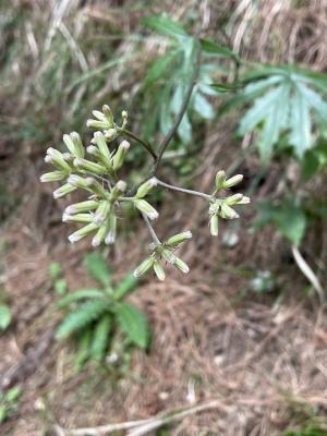 高山破傘菊