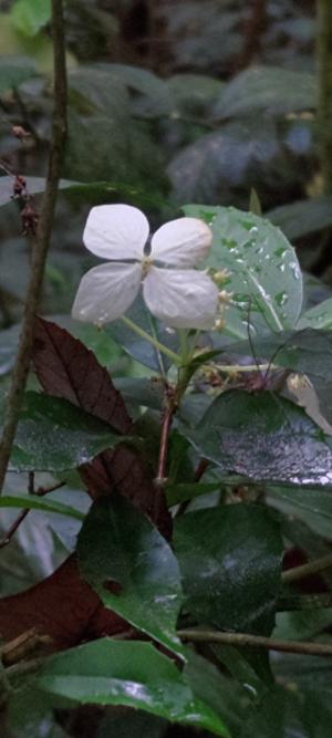 華八仙(華南分布)