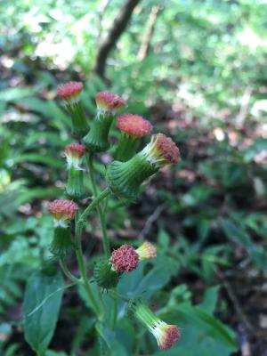 野茼蒿