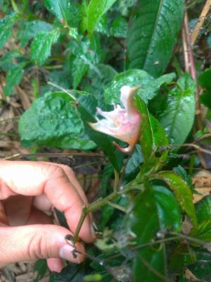 紫花鳳仙花