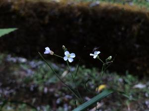 玉山筷子芥