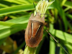 Tetroda histeroides