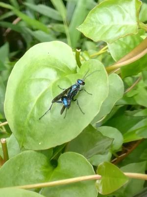 日本藍泥蜂