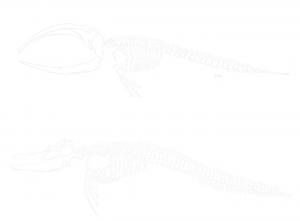 齒鯨與鬚鯨體內骨骼結構