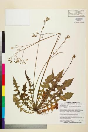 Youngia japonica (L.) DC. subsp. monticola Koh Nakam. & C.I Peng_標本_BRCM 5517