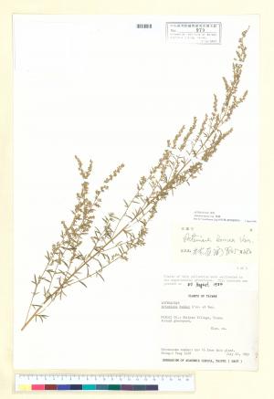 Artemisia lancea Van._標本_BRCM 6401