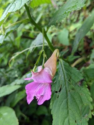 紫花鳳仙花