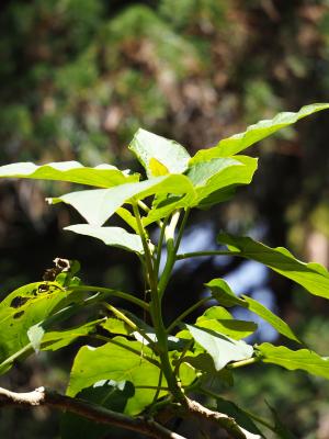 樹番茄