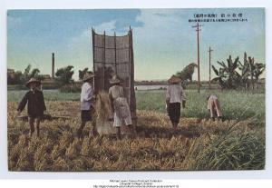 （臺灣の風物）稲の収穫