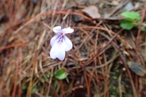 台灣菫菜