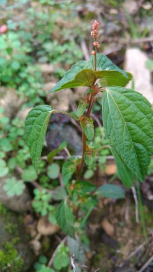 鐵莧菜 朴草