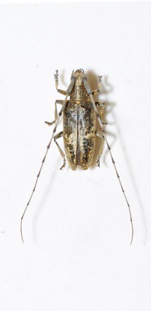 長角絨毛天牛 Acalolepta permutans paucipunctata