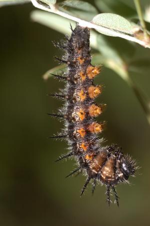 20091006_347179_Nymphalis xanthomelas  formosana_l.jpg