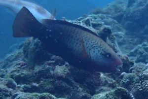 尾斑綠鸚哥魚（尾斑青鸚哥魚）