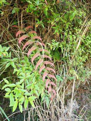 頂芽狗脊蕨