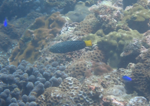 黃尾阿南魚