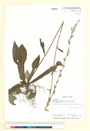 Ainsliaea latifolia (D. Don) Sch.-Bip. var. nimborum (Hand.-Mazz.) Kitam._標本_BRCM 6489