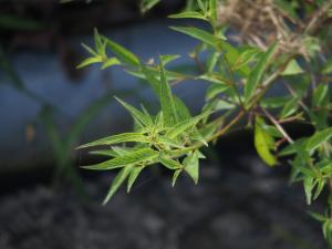 細葉水丁香 (草龍)