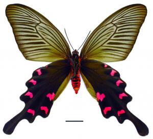 Byasa confusus mansonensis (Fruhstorfer, 1901) 麝鳳蝶