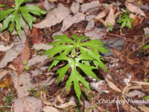 高山破傘菊