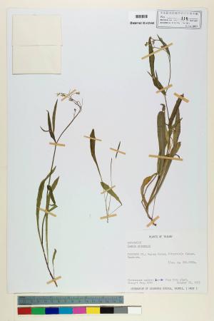 Ixeris chinensis (Thunb.) Nakai_標本_BRCM 6743