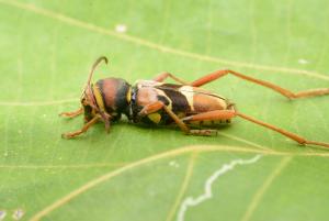 Xylotrechus chinensis