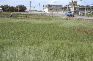 Ludwigia ×taiwanensis_habitat_BRCM 3680