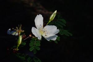 玉山野薔薇