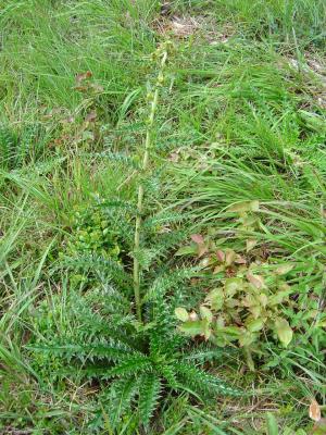 阿里山薊