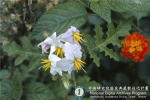 Solanum seaforthianum Andrews_BRCM 6073