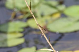 黃翅蜻  (褐斑蜻蜓)