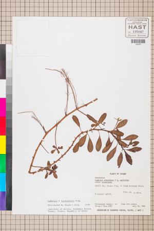 Ludwigia ×taiwanensis C.I Peng_標本_BRCM 3605
