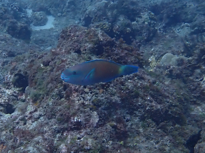 尾斑綠鸚哥魚（尾斑青鸚哥魚）